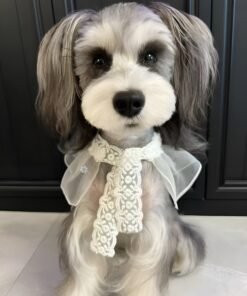 pet cloth and scarf